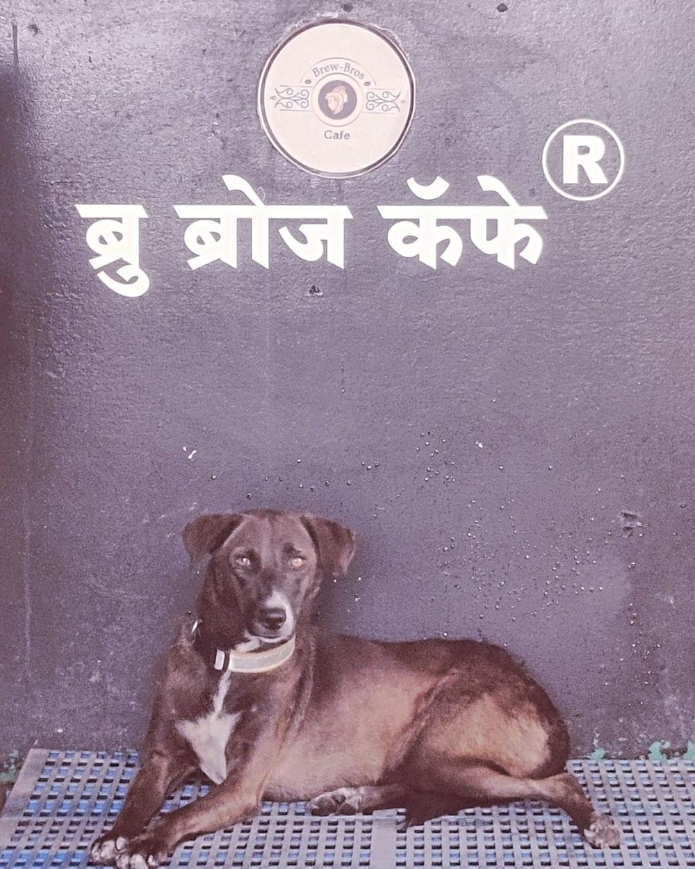 A dog resting under the Brew-Bros Cafe sign painted in Marathi