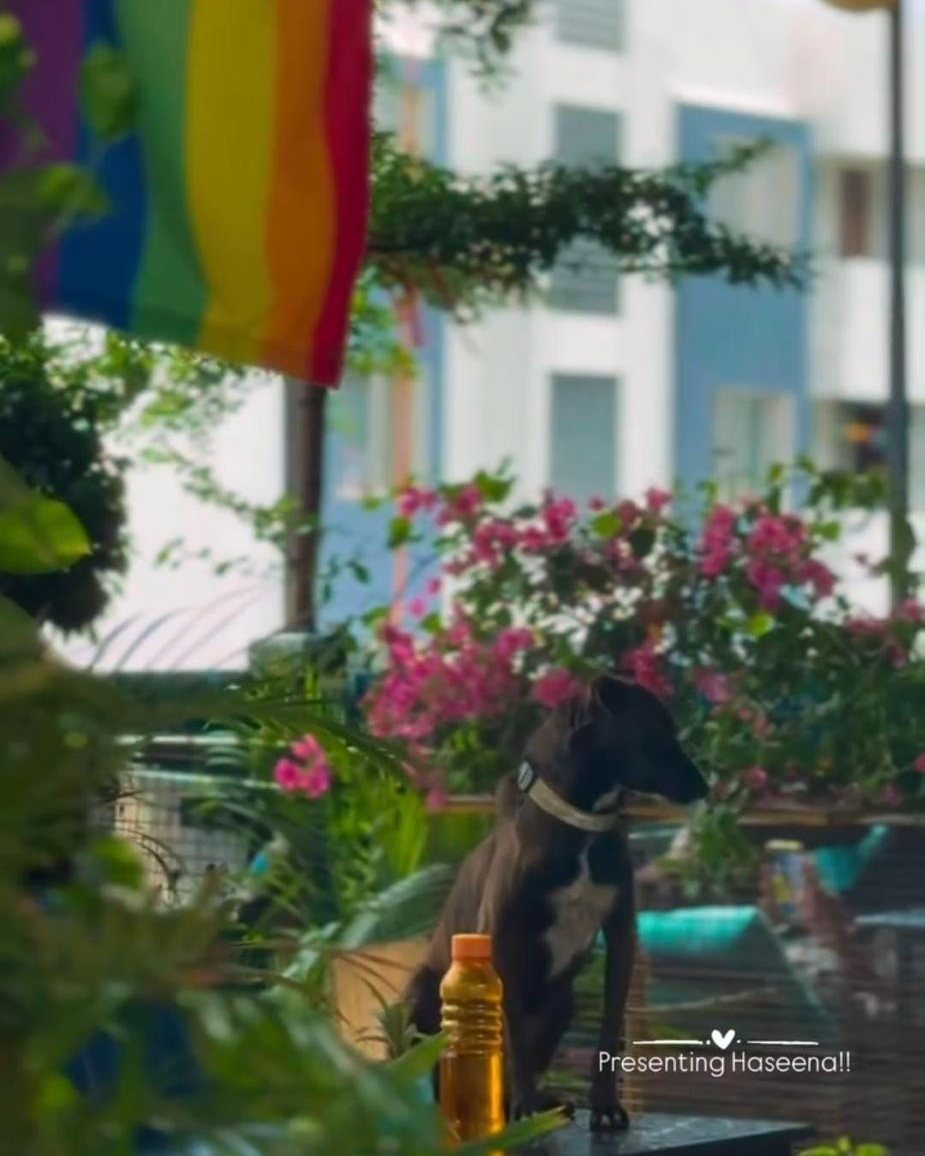 Haseena the dog standing among pink bougainvillea under the pride flag